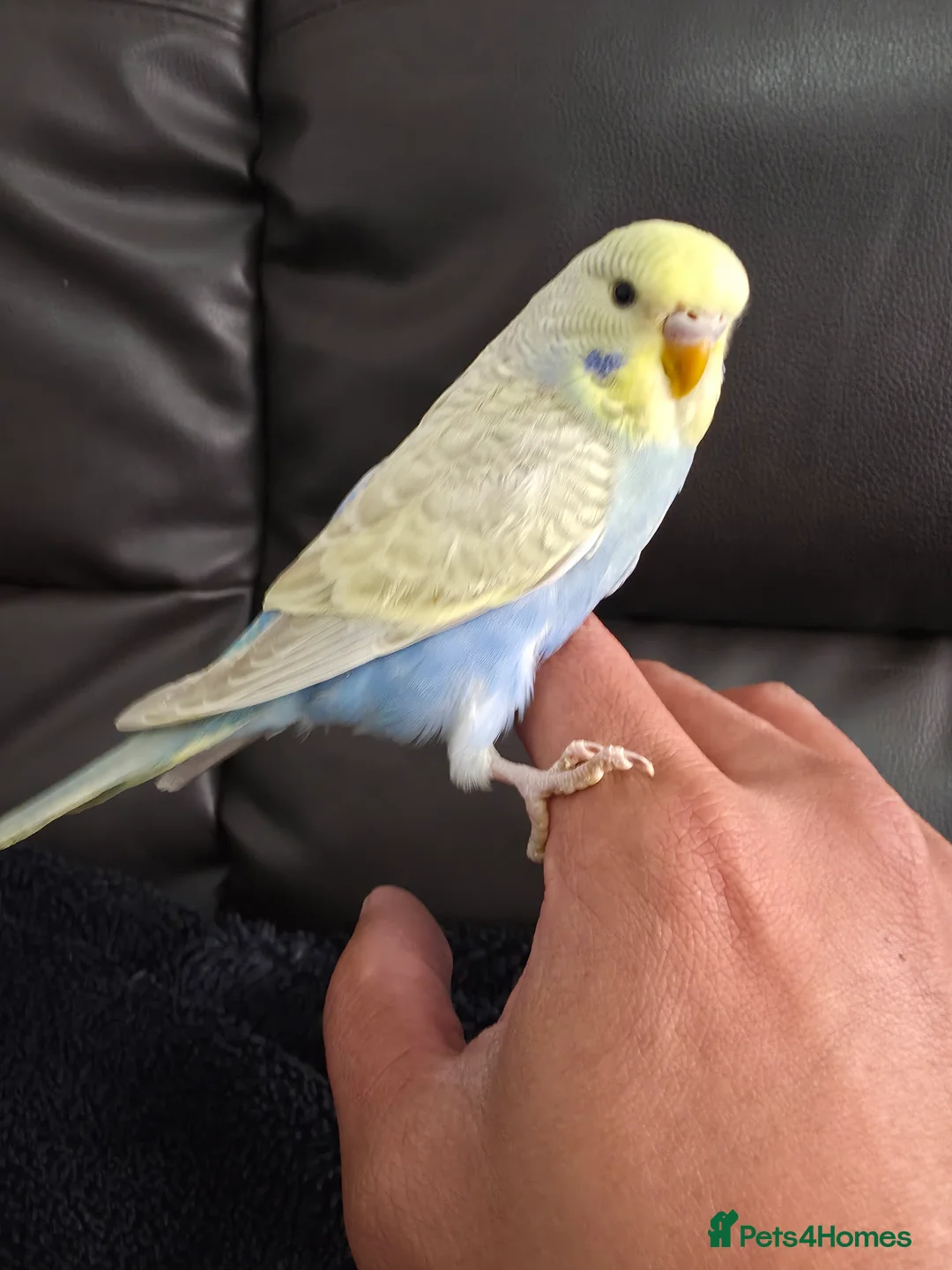 Budgerigars birds for sale: Beautiful Hand-Tamed Baby Budgies - For sale - Advert 1