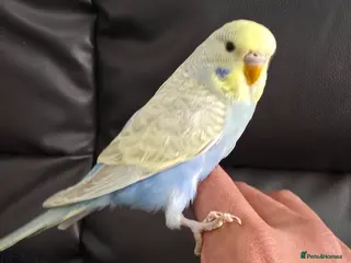 Budgerigars birds Beautiful Hand-Tamed Baby Budgies - For sale - Advert 1