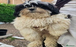 Malshi dogs for sale: Shitzhu x Maltese - Image 1