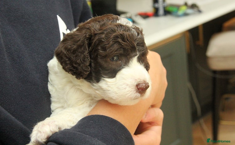 Mixed Breed dogs Cockapoo - Bernedoodle Pup for sale - Advert 2