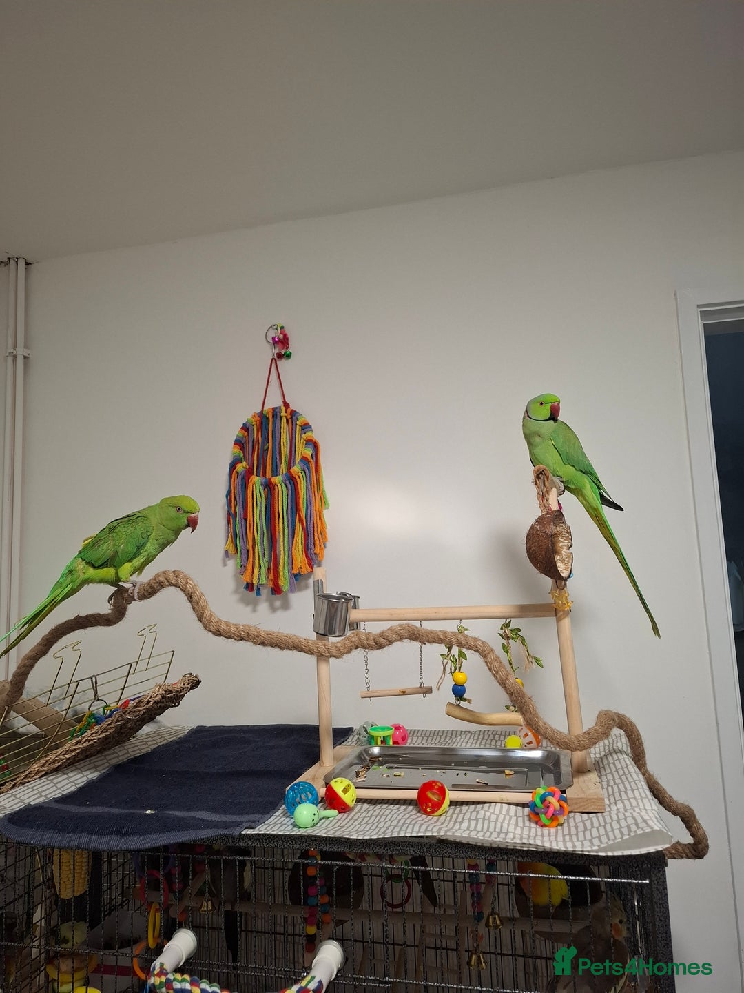 Ringnecks birds for sale: Pair Indian Ringneck - Advert 4