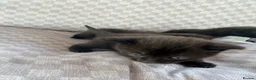 Mixed Breed cats for sale: Black tabby kittens  - Advert 21