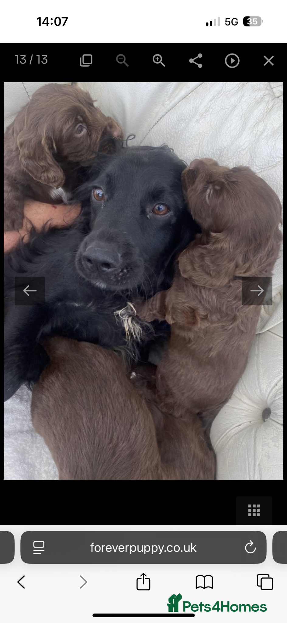 Cocker Spaniel dogs Exceptional working cocker spaniels - Advert 1