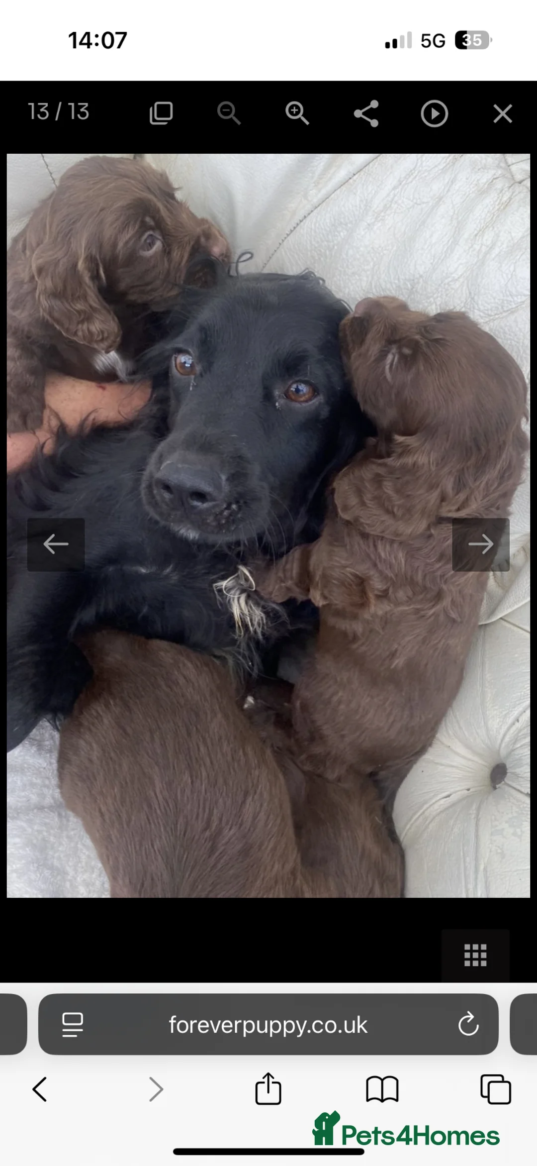 Cocker Spaniel dogs for sale: Exceptional working cocker spaniels in Middlewich - Advert 1