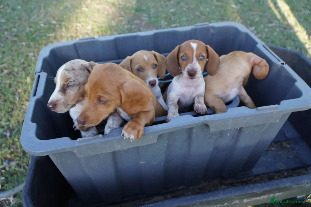 Dachshund dogs for sale: Dachshund Ready To Find Their Forever Family in Manchester - Advert 6