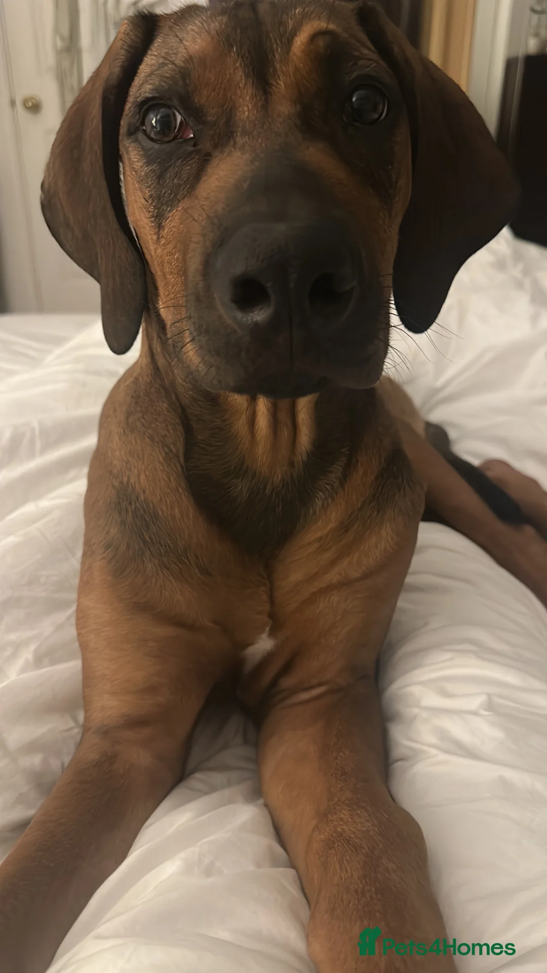 Rhodesian Ridgeback dogs for sale: KC Registered Ridgeback Male Seeking Forever Home  in Huntingdon - Advert 17