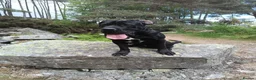 Mixed Breed dogs for sale: Cane Corso - Advert 15