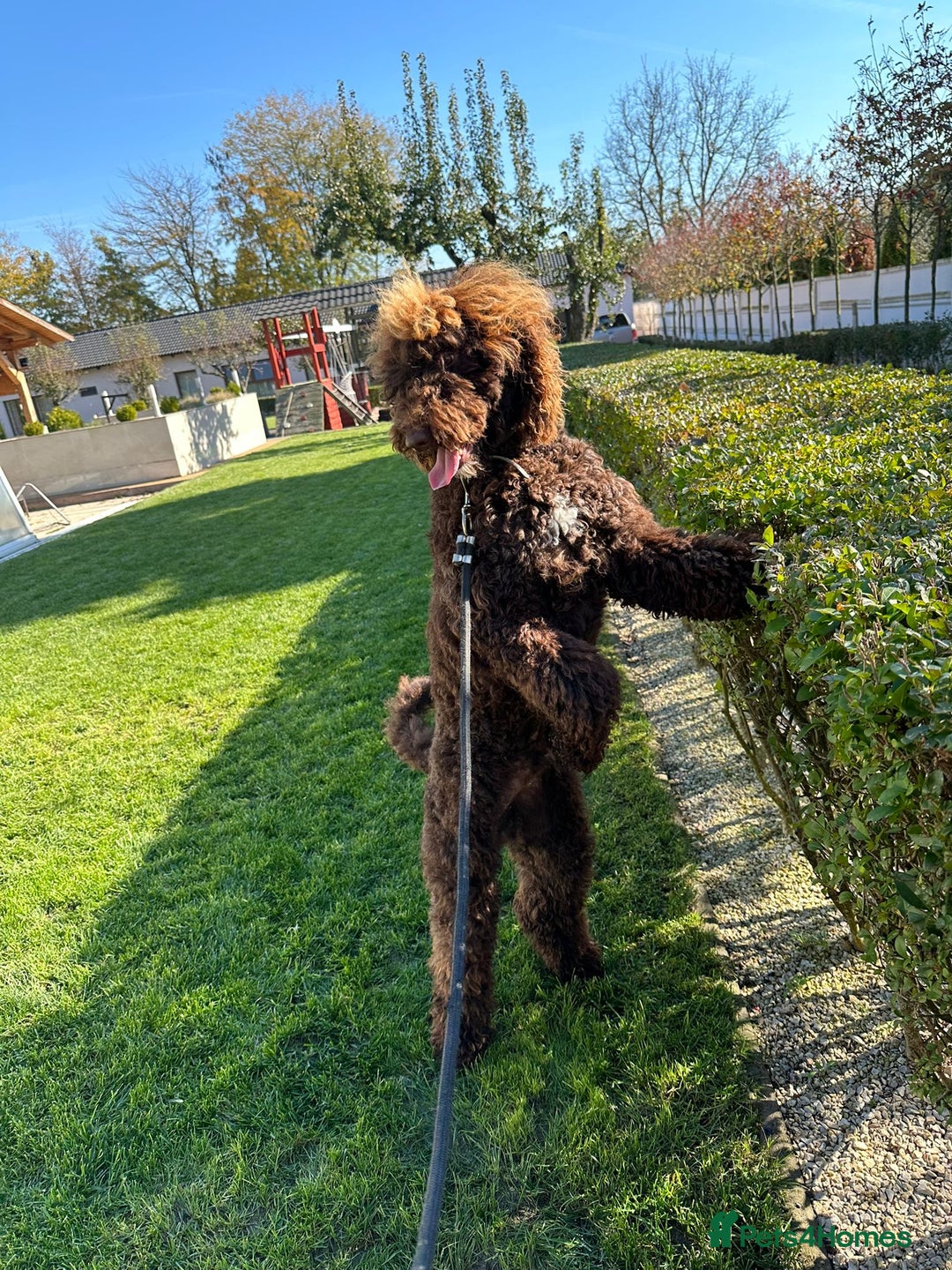 Standard Poodle dogs for sale: Exceptional Standard Poodle Puppies - Advert 26