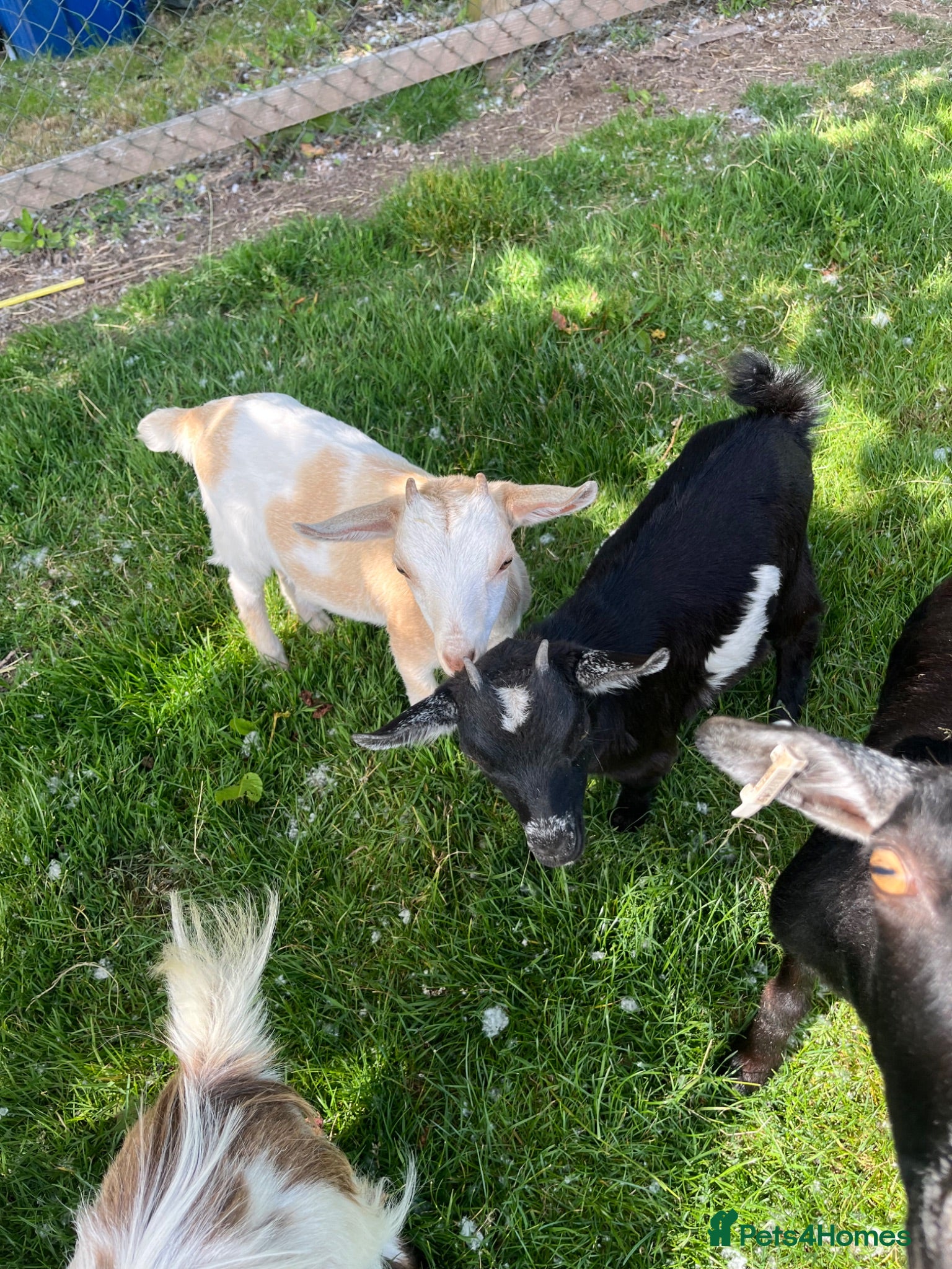 Goats livestock Pygmy X Female & Wether - Advert 1