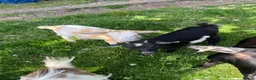 Goats livestock for sale: Pygmy X Female & Wether - Advert 1