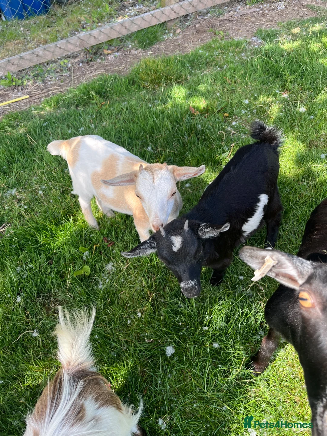 Goats livestock for sale: Pygmy X Female & Wether - Advert 1