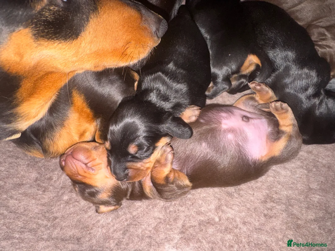 Miniature Dachshund dogs for sale: Beautiful miniature dachshund puppies  - Advert 2