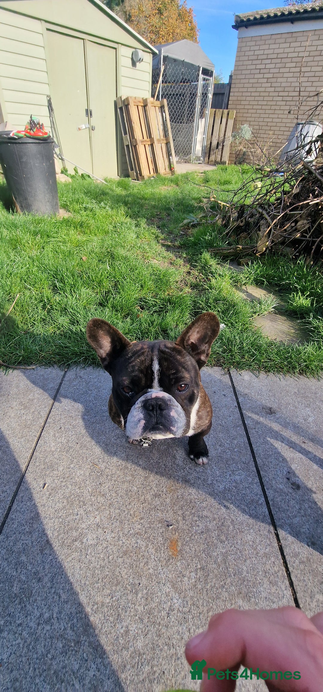 French Bulldog dogs for stud: Beautiful Boy Hercules Proven Stud  - Image 8