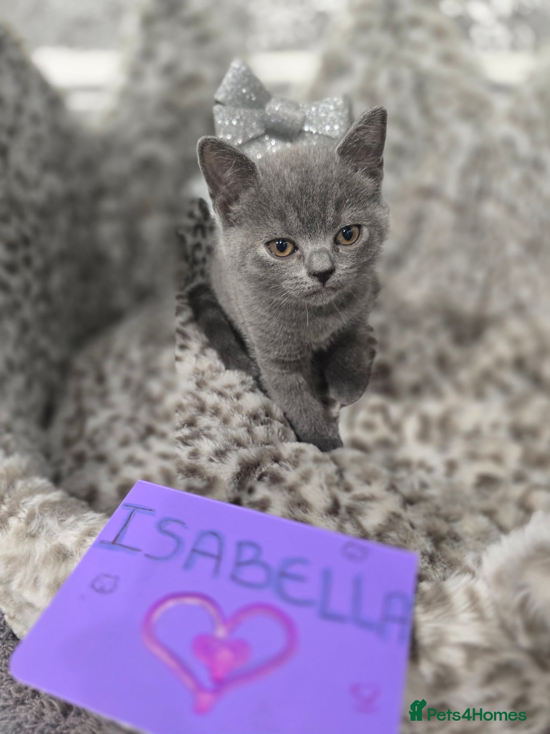 British Shorthair cats for sale: 🩷💜Beautiful British shorthair kittens 💜🩷 - Advert 3
