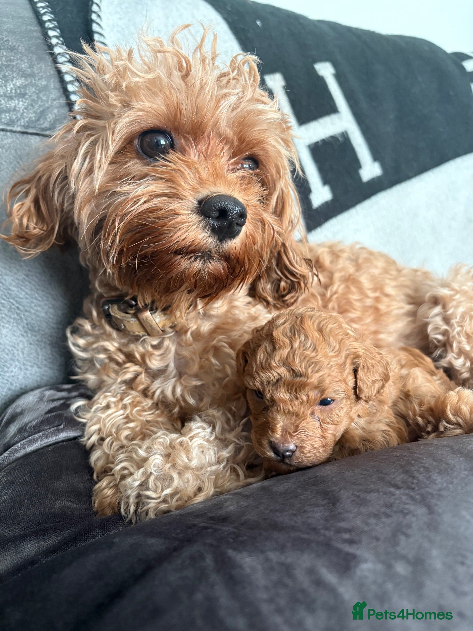 Cavapoo dogs 3 toy Cavapoos  - Advert 14