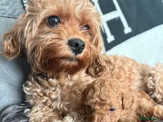 Cavapoo dogs 3 toy Cavapoos - Advert 1