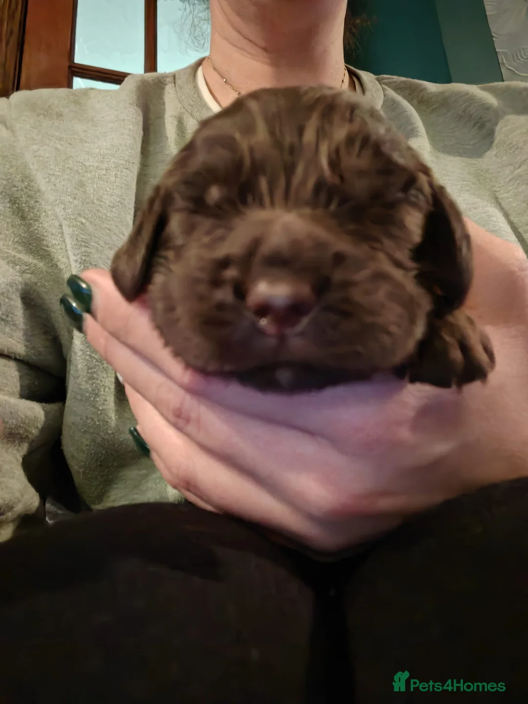 Cocker Spaniel dogs for sale: Working cocker spaniel puppies - Advert 8