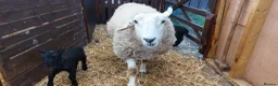Sheep livestock for sale: Texal Cross  - Advert 4