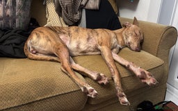 Mixed Breed dogs for sale: Bull greyhound/collie  - Image 3