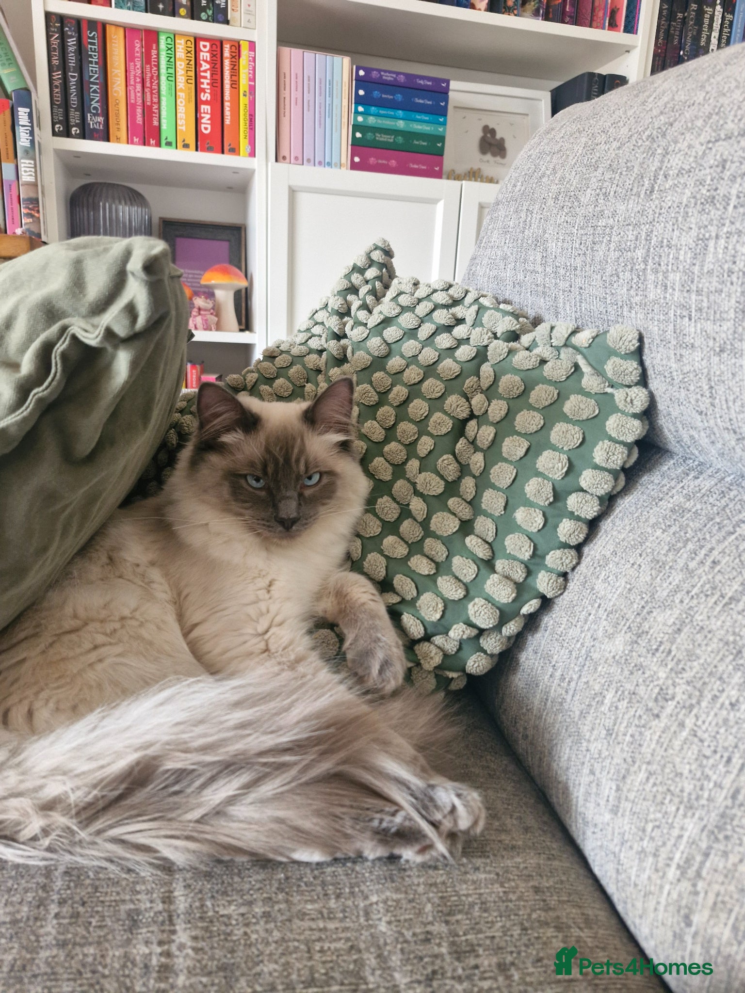 Ragdoll cats Two 7-Month old Male Ragdolls available - Advert 2