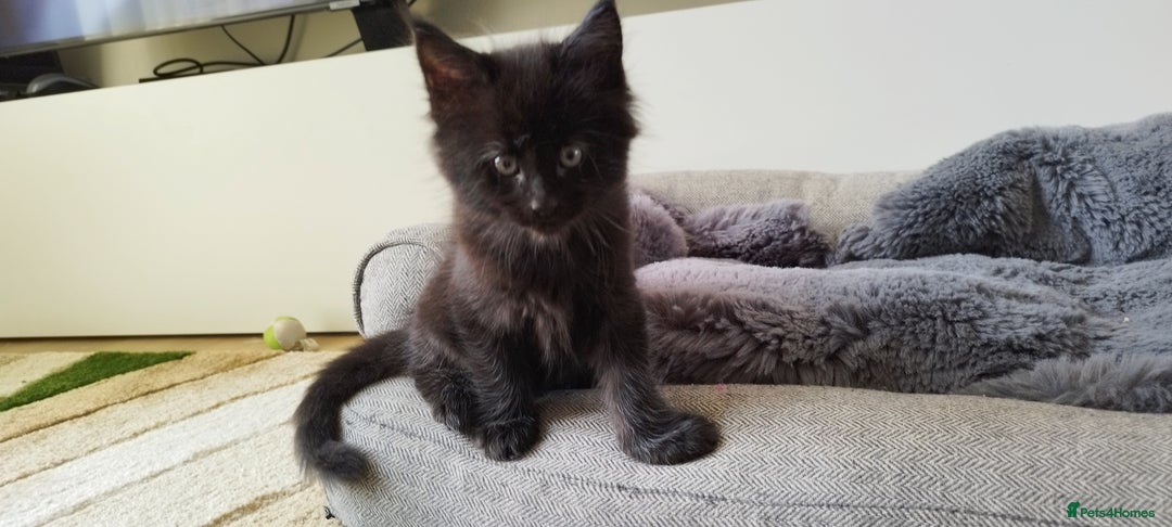 Maine Coon cats for sale: Tica pedigree kittens -ready for reservation  - Image 8