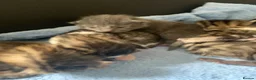 Mixed Breed cats for sale: Home reared Kittens (m/chip, vac & Vet checked) - Advert 6