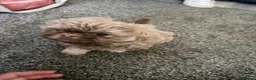 Shih Tzu dogs for sale: Two Shih Tzu girl pups  - Advert 7