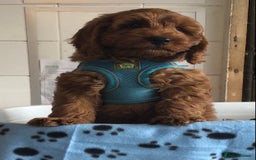Labradoodle dogs for sale: 5* F1B Mini Labradoodles - health tested  - Image 40