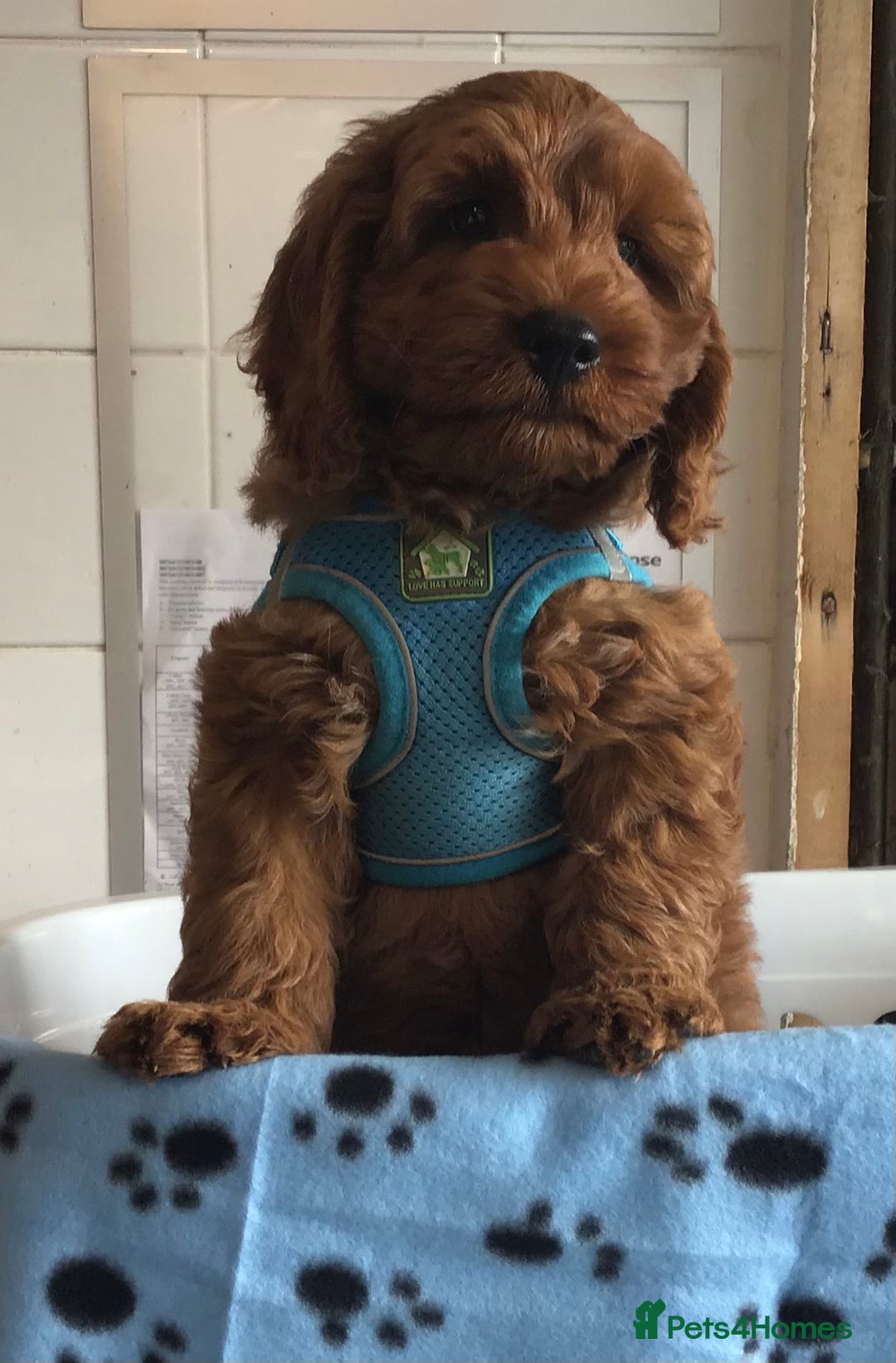 Labradoodle dogs for sale: 5* F1B Mini Labradoodles - health tested  - Image 40