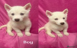 Siberian Husky dogs for sale: Siberian Husky Puppies for Sale - Image 5