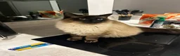 Ragdoll cats for sale: Two Ragdolls for sale  - Advert 3