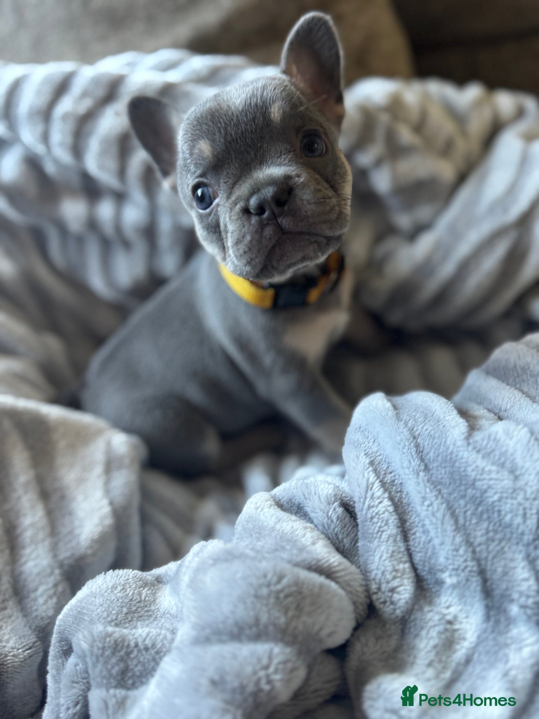 French Bulldog dogs for sale: French bulldog puppies - Image 14