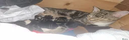 Mixed Breed cats for sale: 2 beautiful kittens left - Advert 3