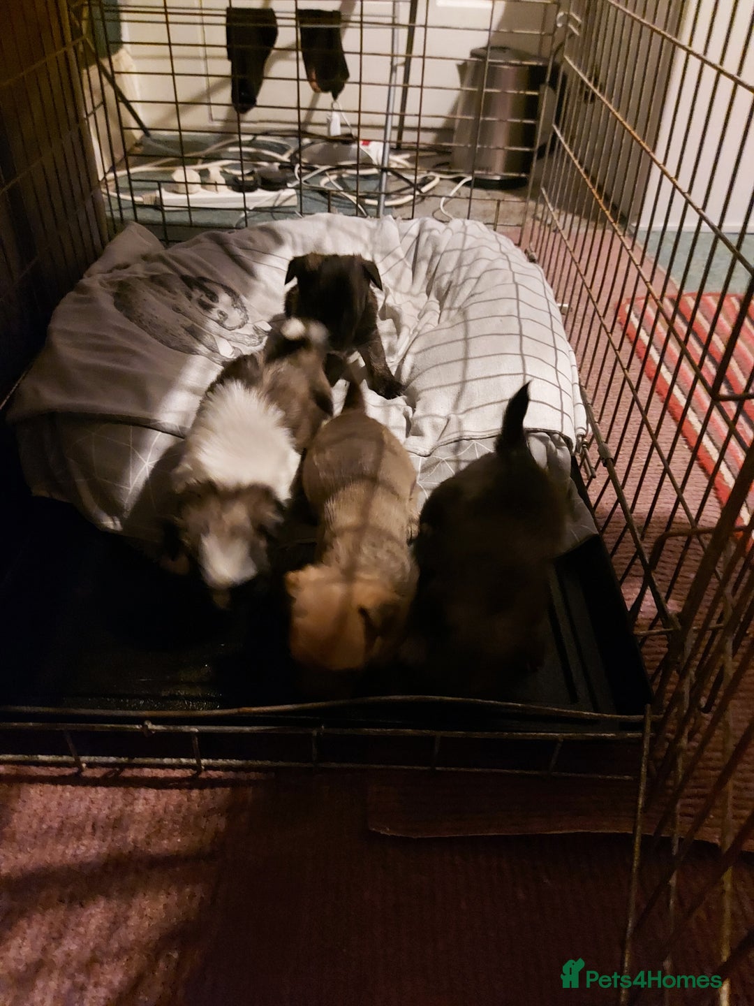 Mixed Breed dogs for sale: Our little additions  - Advert 1