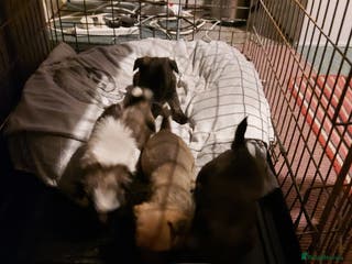 Mixed Breed dogs Our little additions - Advert 1