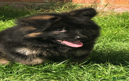 German Shepherd dogs for sale:  kc health tested long haired German shepherd pups - Image 30