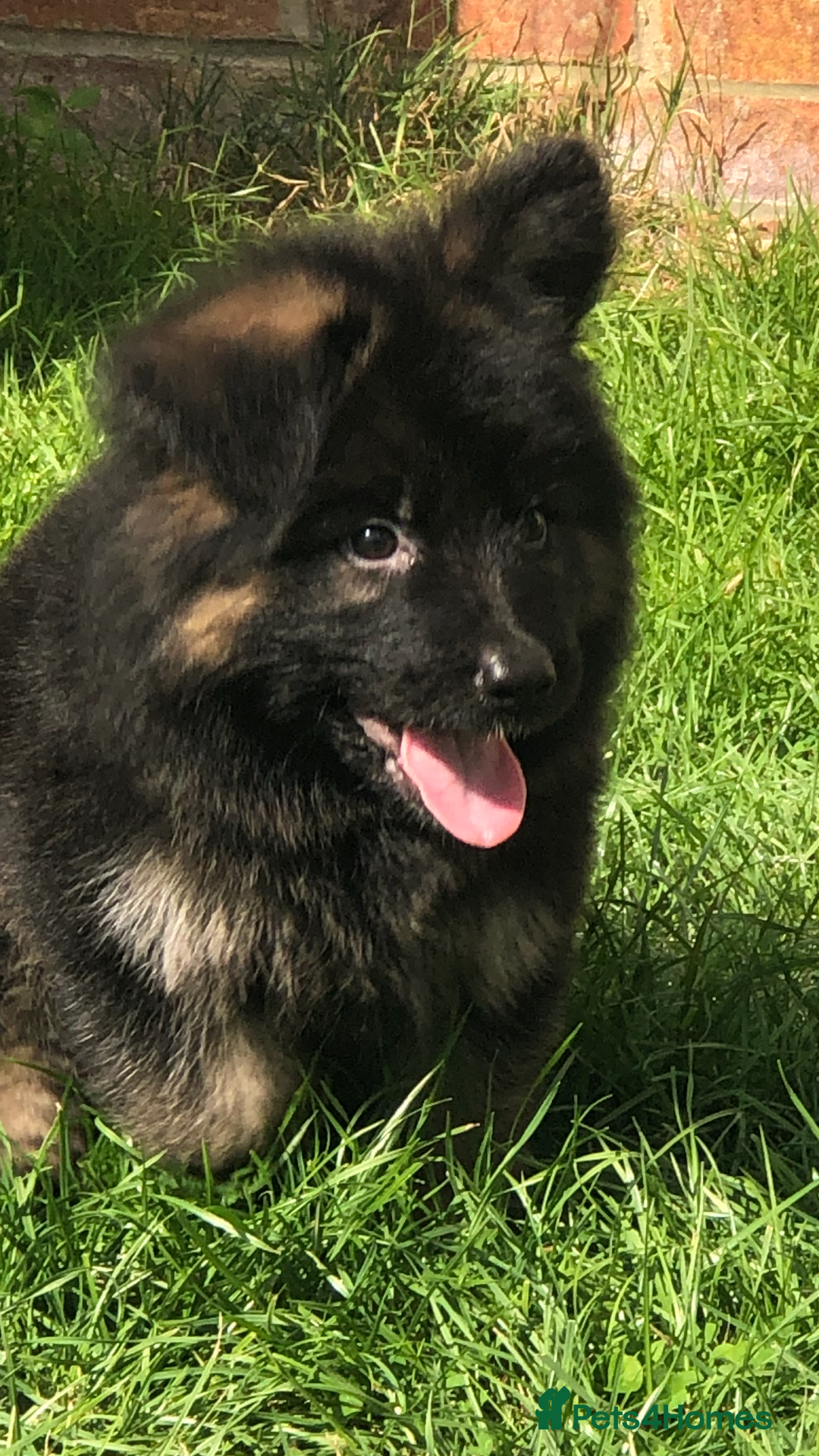 German Shepherd dogs for sale:  kc health tested long haired German shepherd pups - Image 30