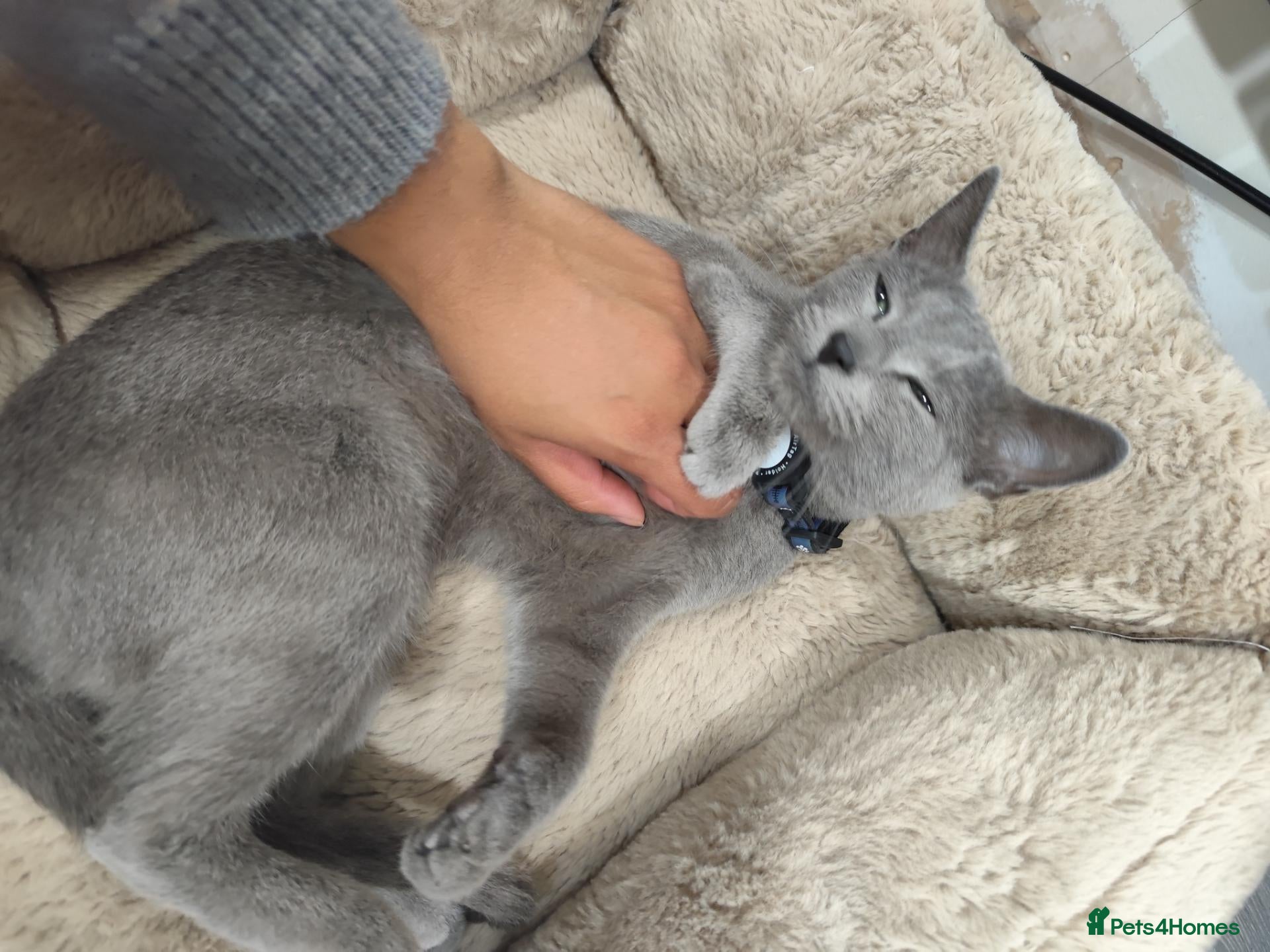 Russian Blue cats Beautiful 2-Year-Old Russian Blue Female cat - Advert 2