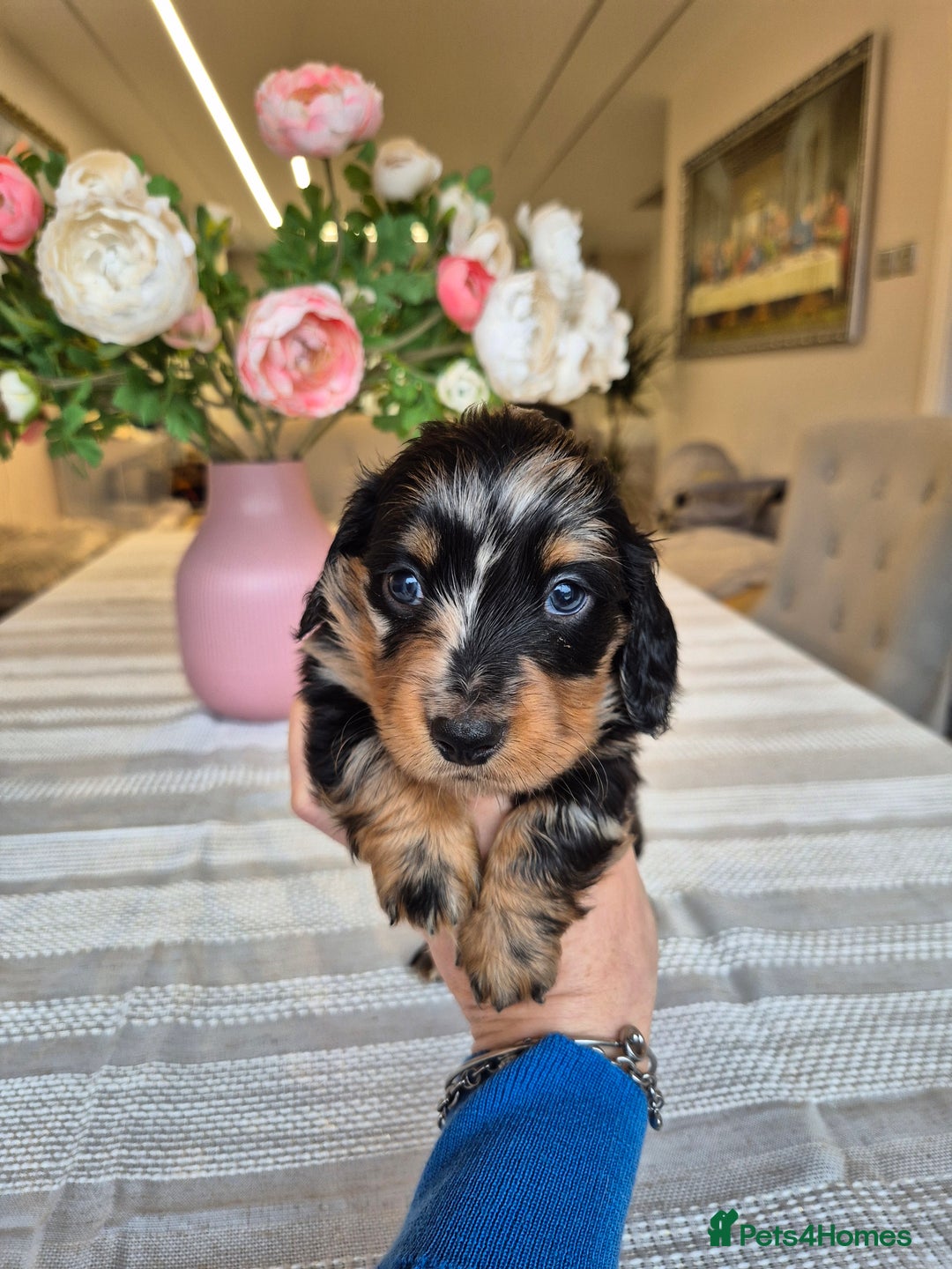Dachshund dogs for sale: 💙Miniature Dachshund puppies! First litter!🩷  - Advert 1