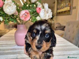 Dachshund dogs 💙Miniature Dachshund puppies! First litter!🩷 - Advert 3