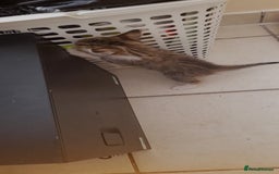 Mixed Breed cats for sale: Kitten looking for good House - Image 8