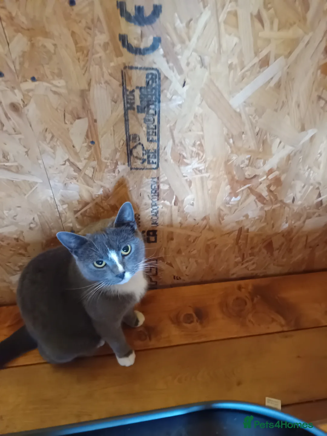 Mixed Breed cats for sale: The cats are ready for a new owner  - Advert 2