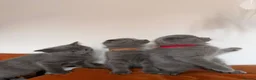 British Shorthair cats for sale: Blue BSH kittens ready new home - Advert 13
