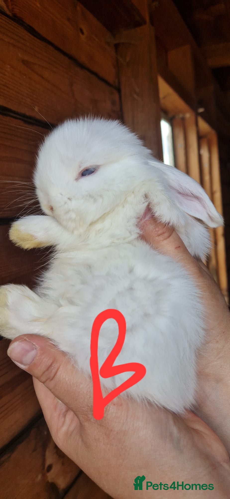 Mini Lop rabbits Beautiful Mini lops  - Advert 2