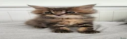 Maine Coon cats for sale: 💫💫Beautiful Maine Coon Kittens💫💫 - Advert 13
