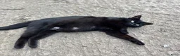 Mixed Breed cats for sale: Gorgeous kittens looking for forever homes - Advert 7