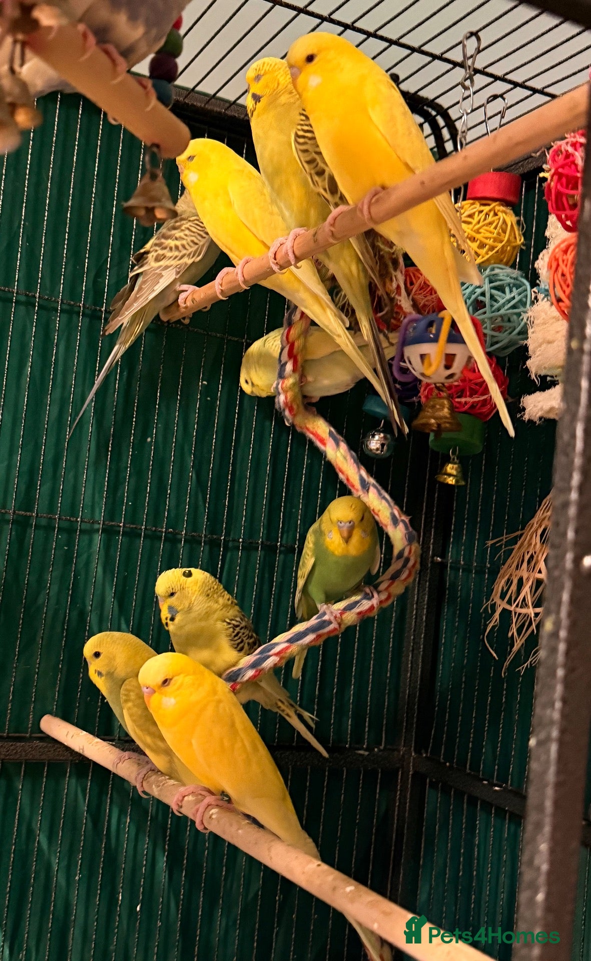 Budgerigars birds 1. Beautiful Baby Budgies male & female - Advert 1
