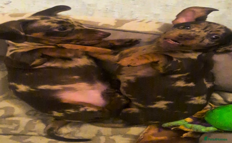 Miniature Dachshund dogs - Advert 9