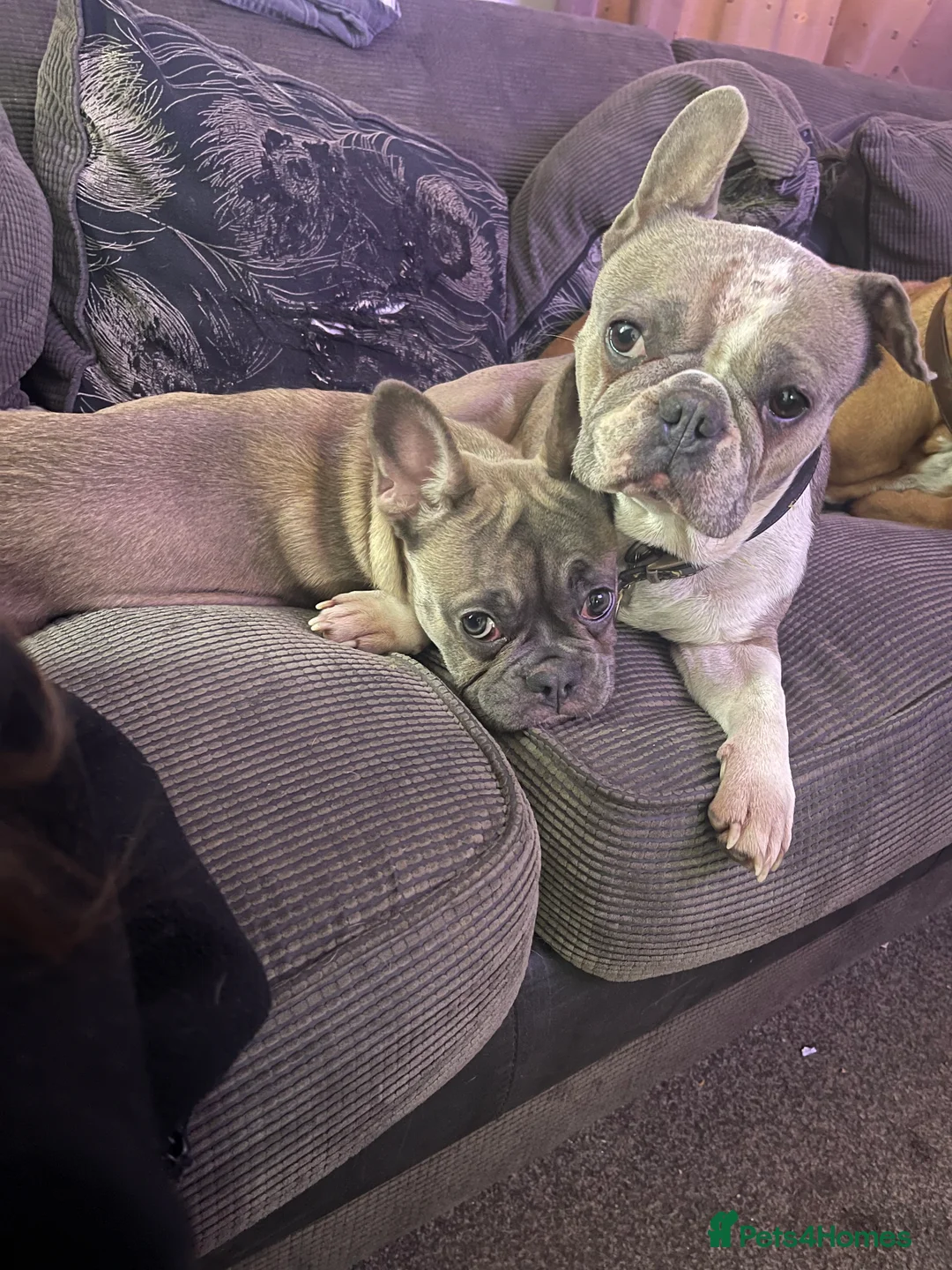 French Bulldog dogs for sale: French bulldog - Advert 1
