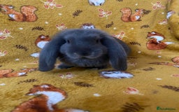 French Lop rabbits for sale: Brc rung Giant French lop rabbits for sale  - Image 5